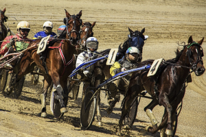 20 fun facts about harness racing
